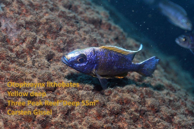 Otopharynx lithobates 'Three Peaks Reef'